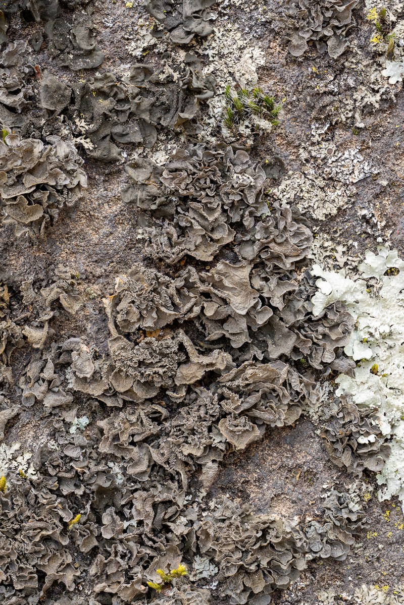 Arsene's Skin Lichen