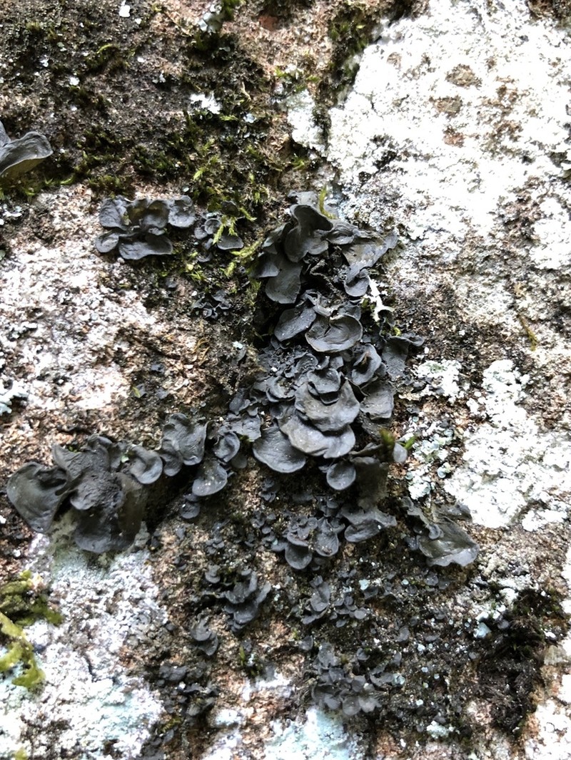 Arsene's Skin Lichen photo 2
