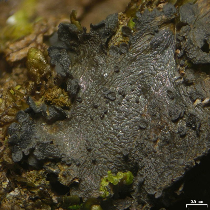 Austroamerican Skin Lichen