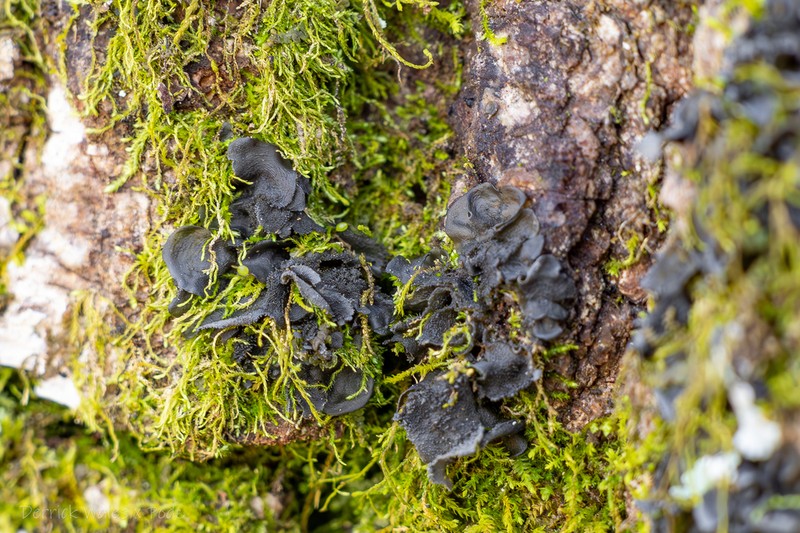 Austroamerican Skin Lichen