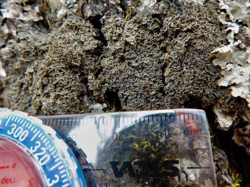 Austroamerican Skin Lichen photo 2