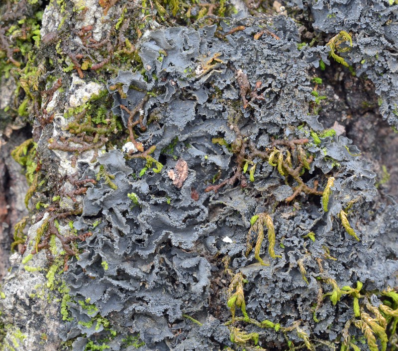 Austroamerican Skin Lichen photo 3