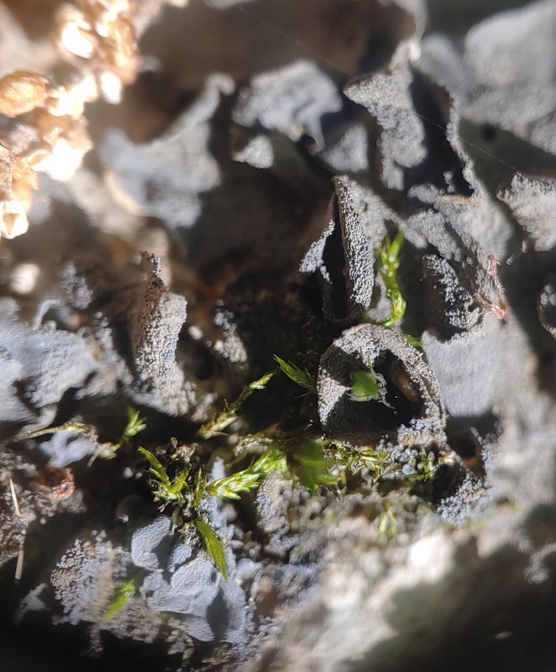 Austroamerican Skin Lichen photo 4