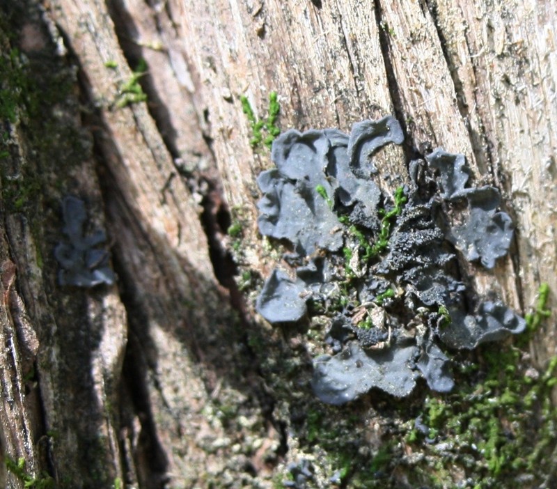 Austroamerican Skin Lichen photo 5
