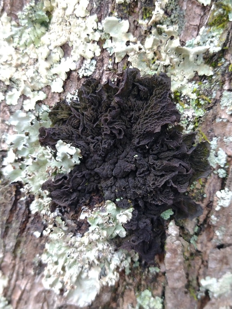 Austroamerican Skin Lichen photo 6