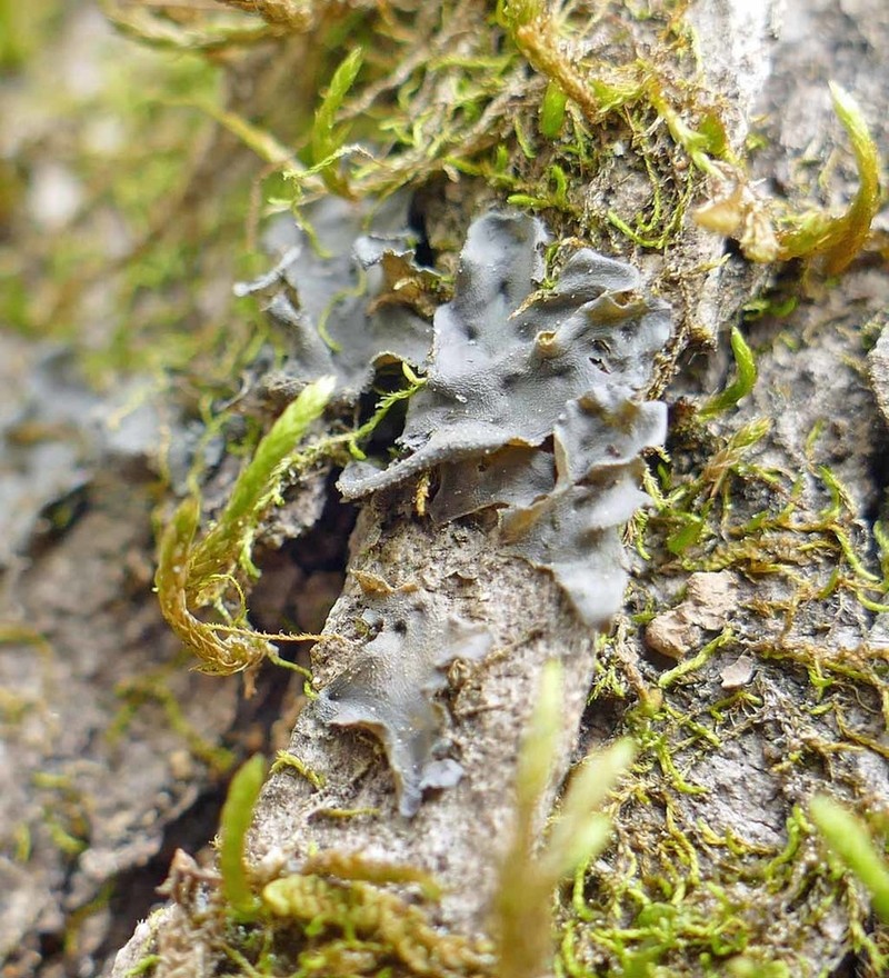 Austroamerican Skin Lichen photo 7