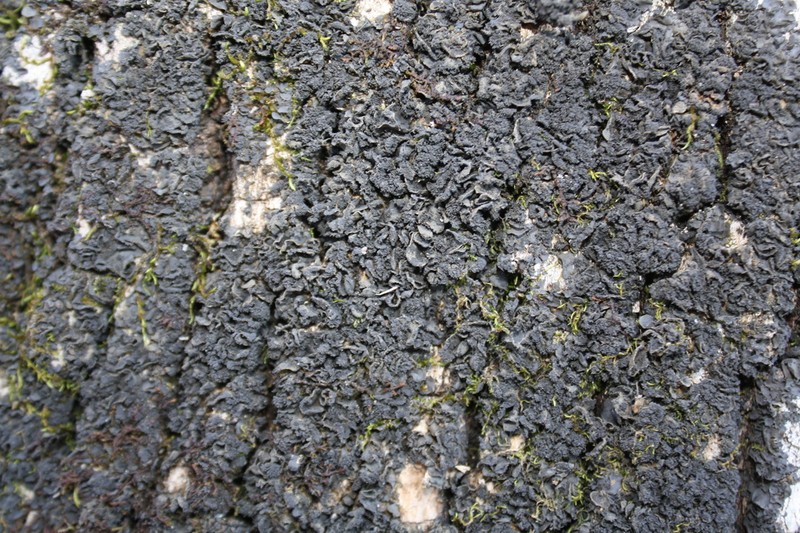 Austroamerican Skin Lichen photo 8