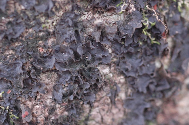 Blue Skin Lichen