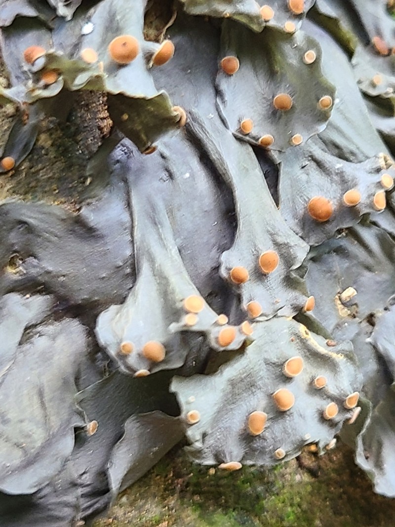 Blue Skin Lichen