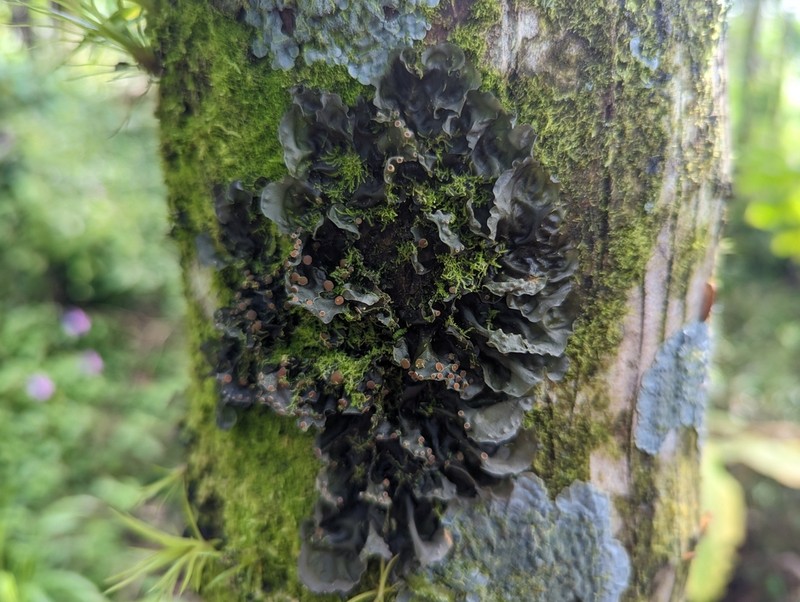 Blue Skin Lichen photo 2