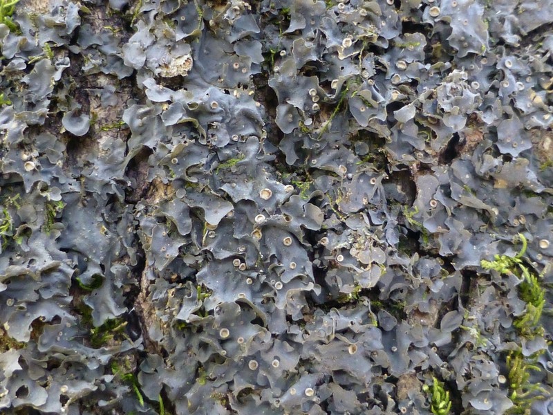 Blue Skin Lichen photo 3
