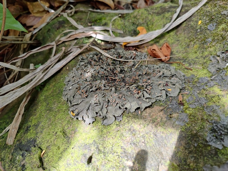 Blue Skin Lichen photo 4
