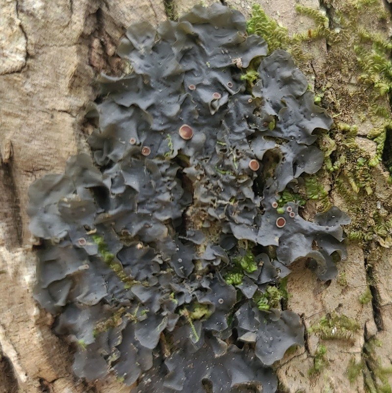 Blue Skin Lichen photo 5