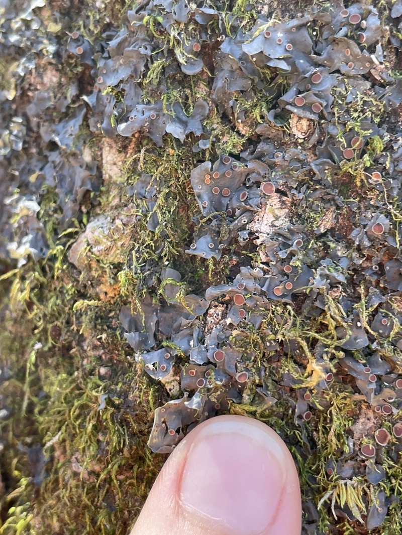 Blue Skin Lichen photo 6