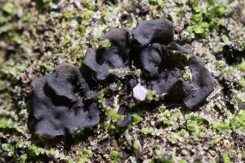 Blue Skin Lichen photo 7