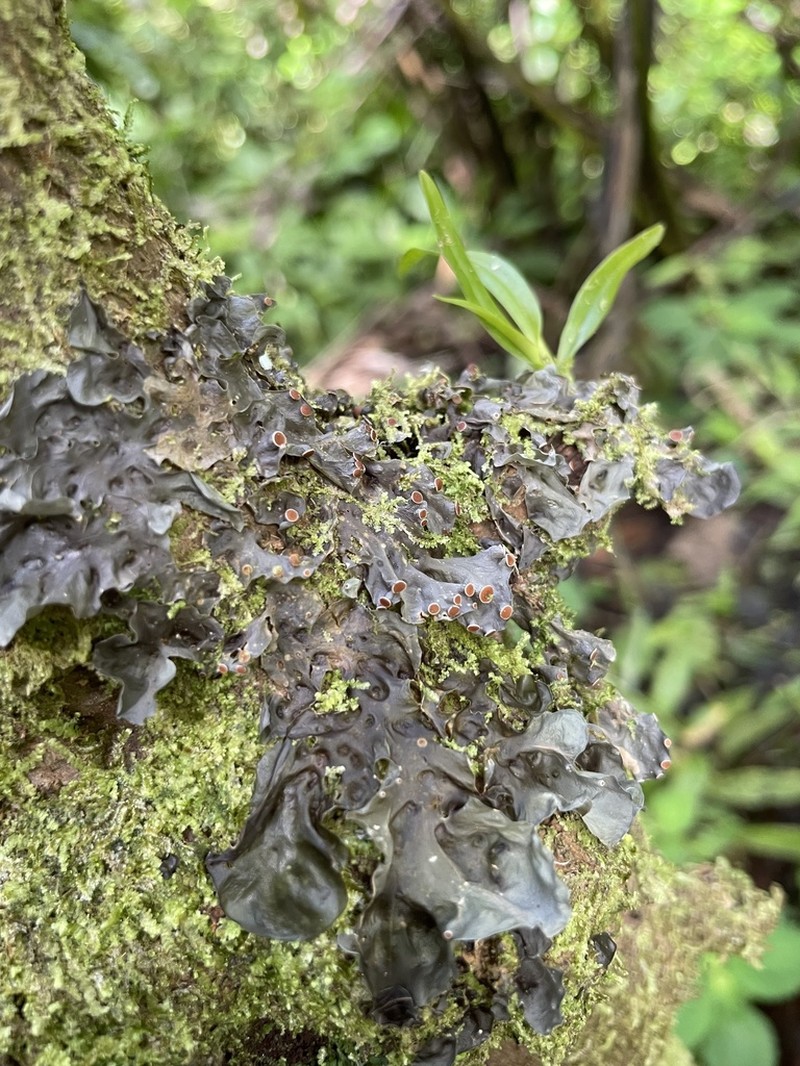 Blue Skin Lichen photo 8
