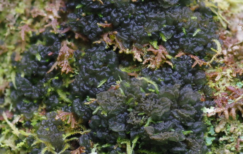 Leptogium brebissonii