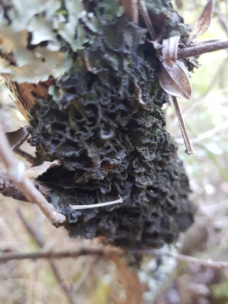 Leptogium brebissonii photo 2