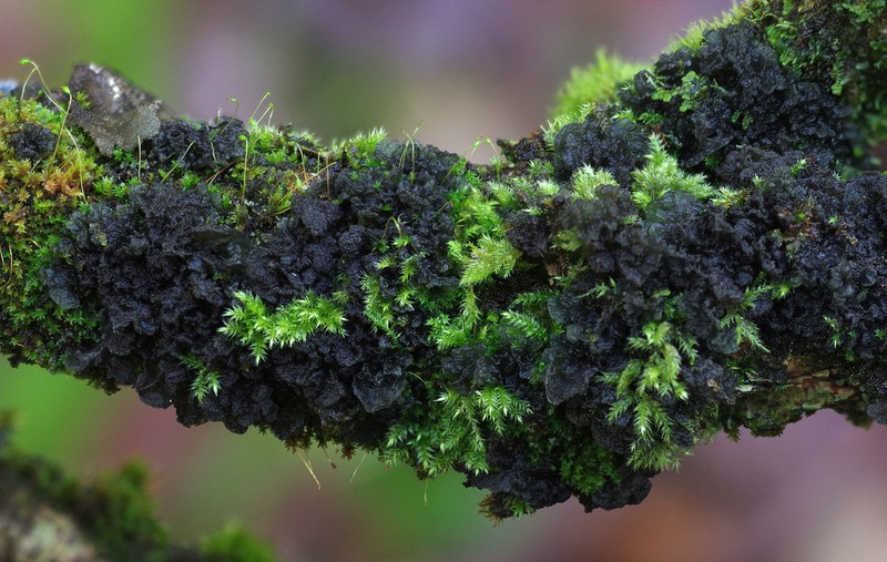 Leptogium brebissonii photo 3