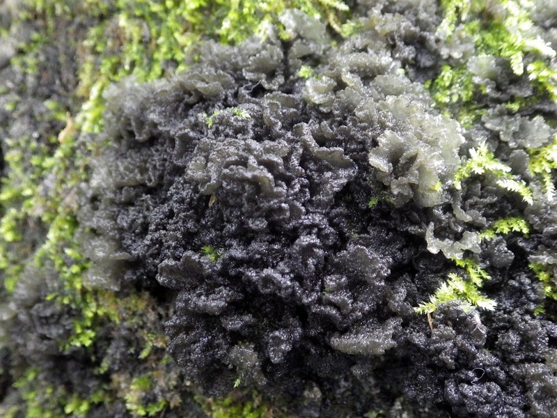 Leptogium brebissonii photo 4