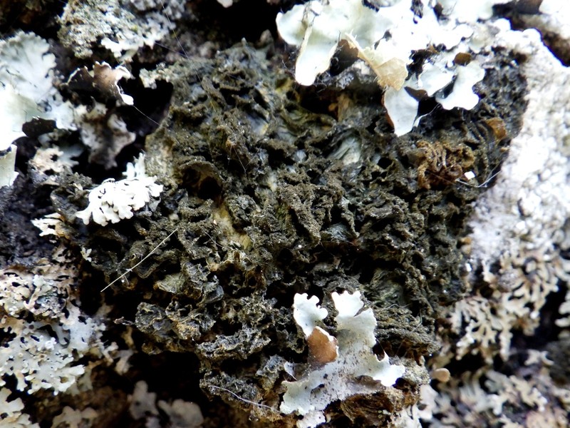 Leptogium brebissonii photo 7