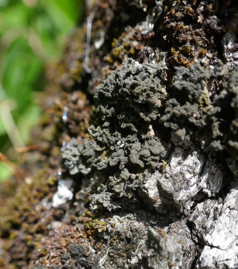 Leptogium brebissonii photo 8