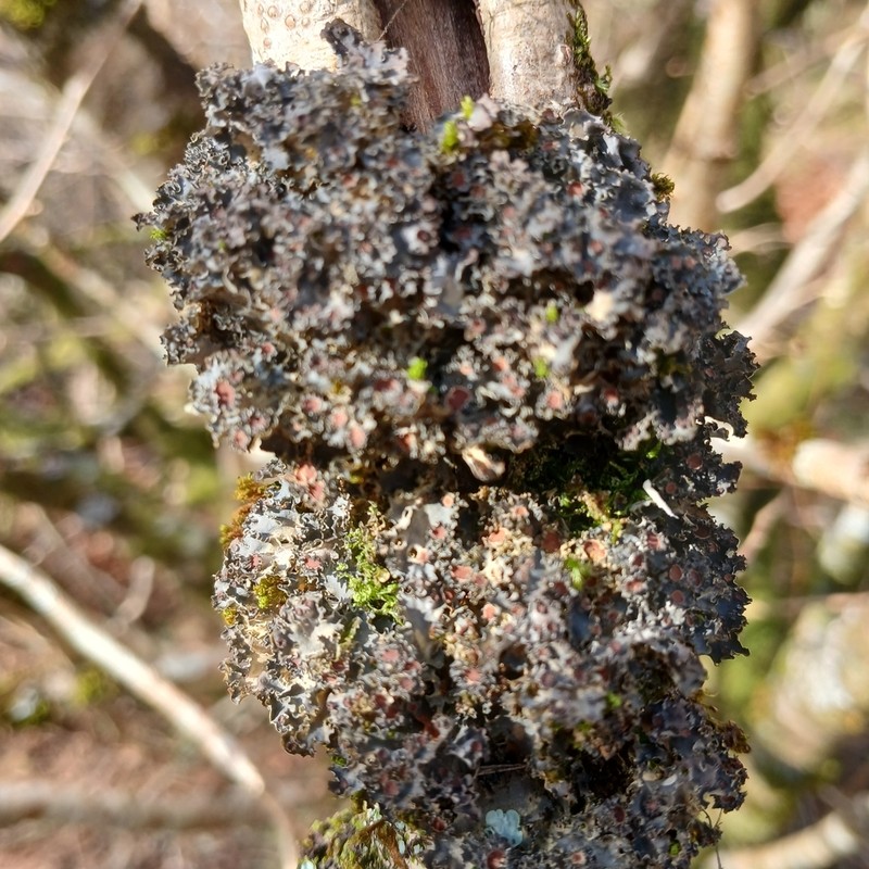 Burgess' Skin Lichen