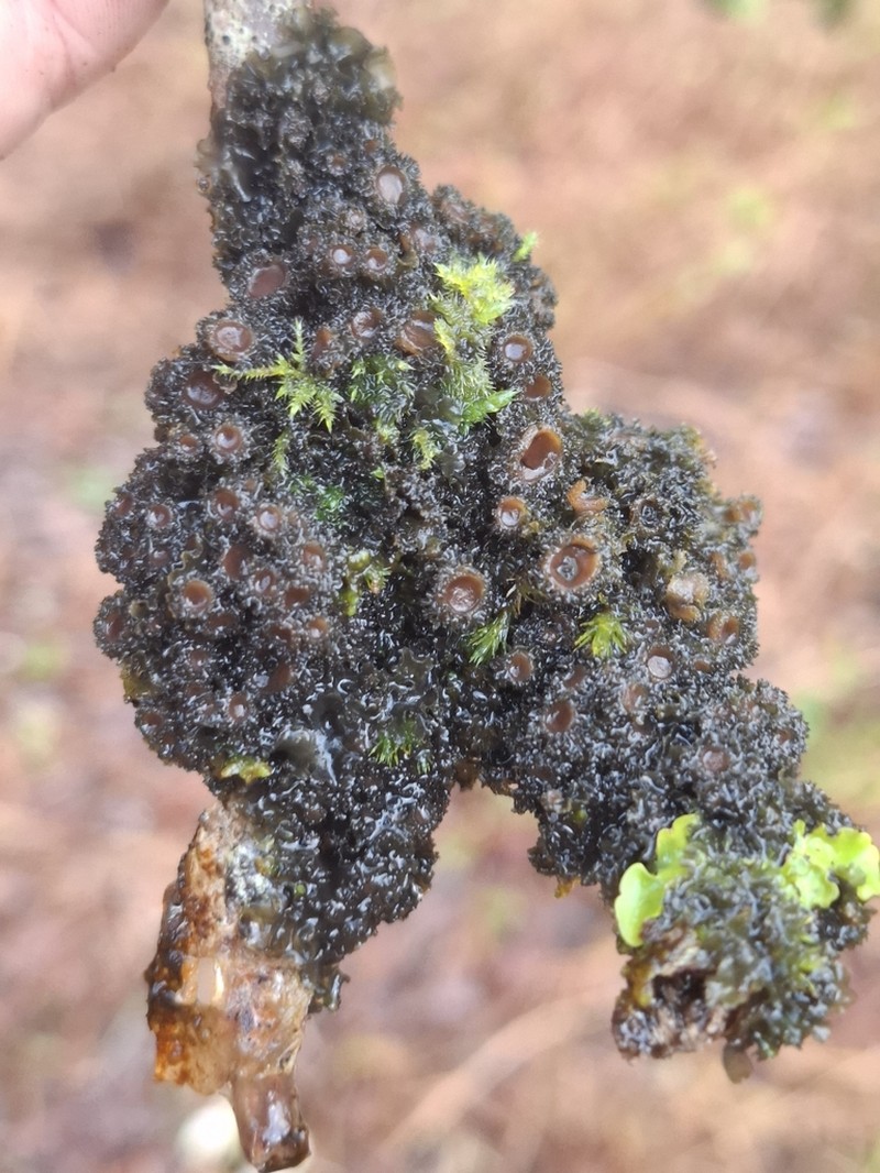 Burgess' Skin Lichen photo 2