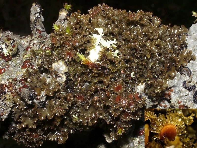 Burgess' Skin Lichen photo 3