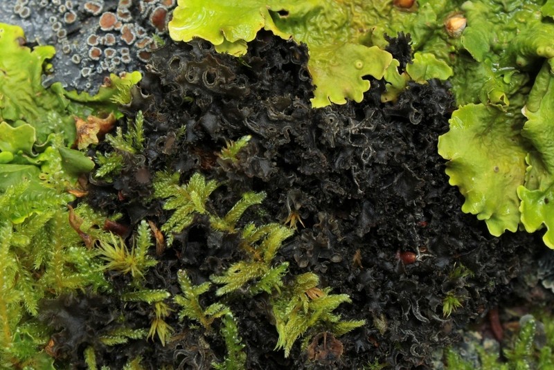 Burgess' Skin Lichen photo 4