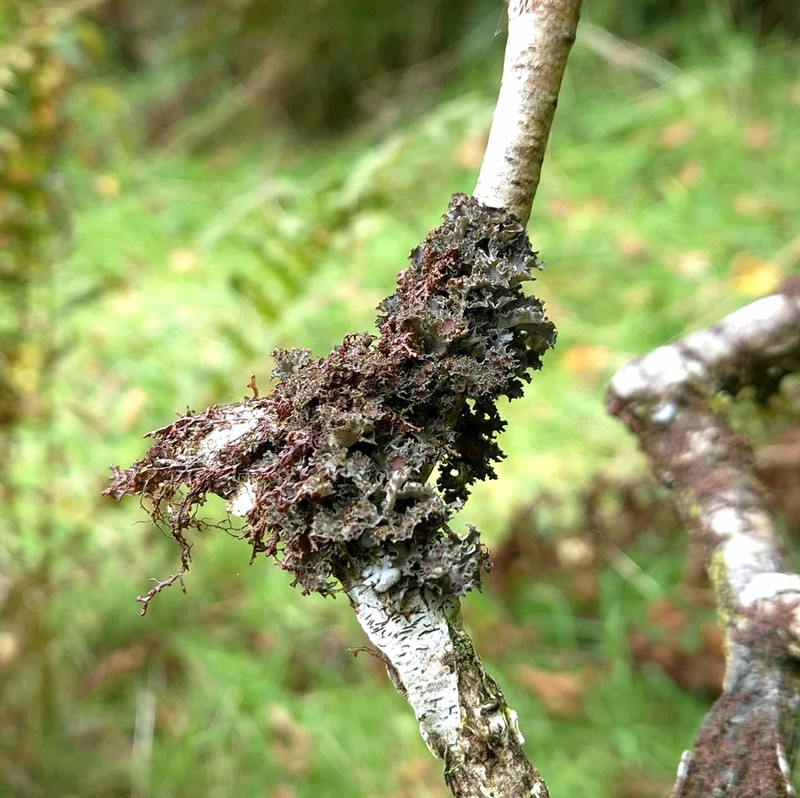 Burgess' Skin Lichen photo 5