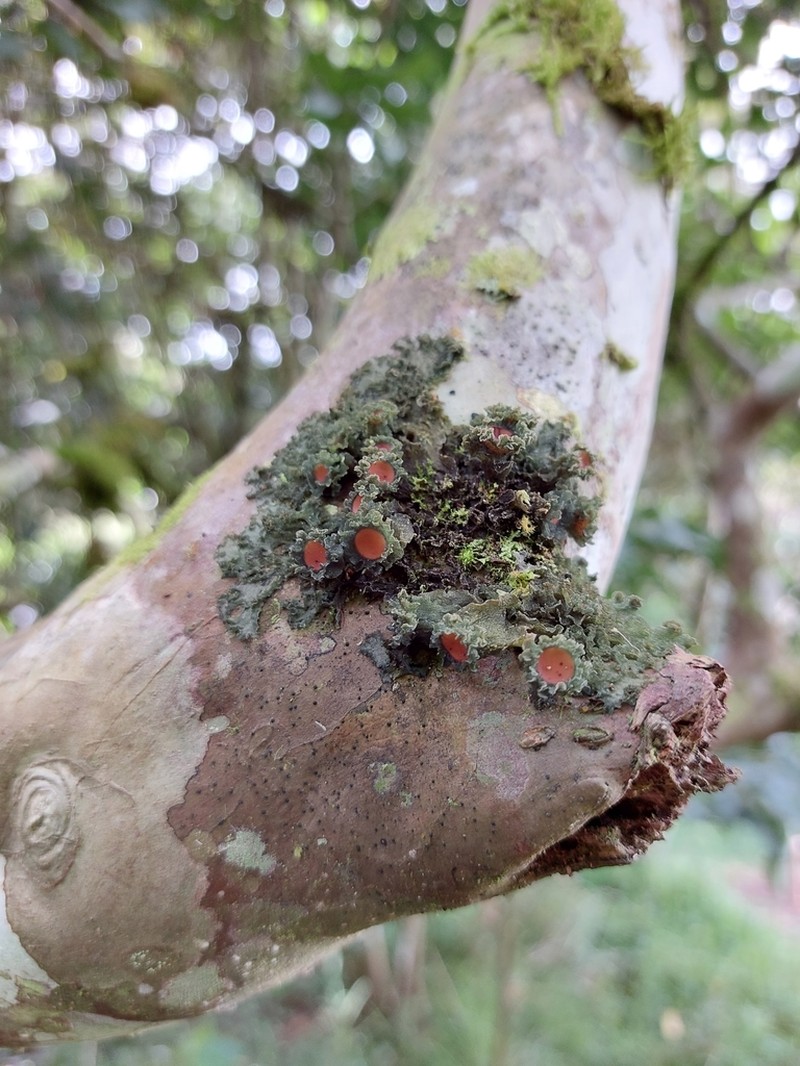 Burgess' Skin Lichen photo 6