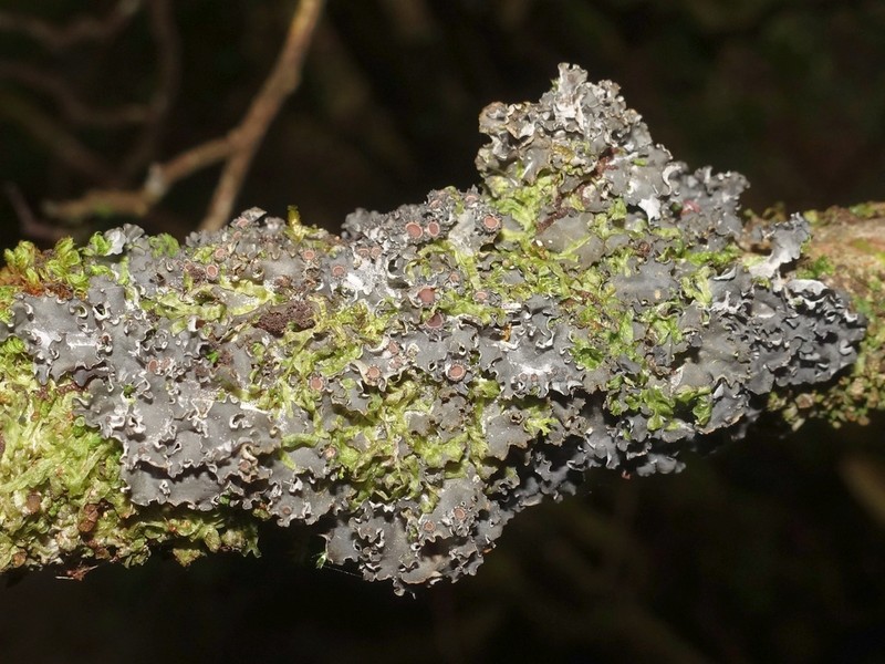 Burgess' Skin Lichen photo 7