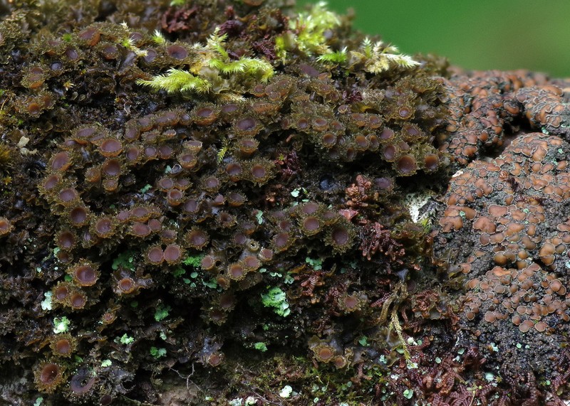 Burgess' Skin Lichen photo 8