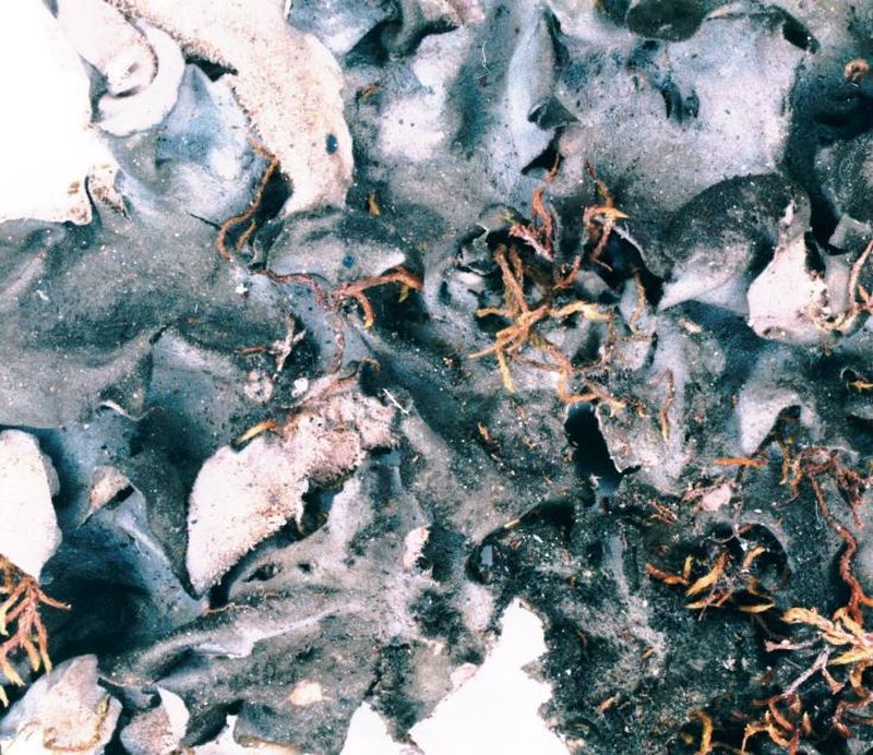 Burnet's Skin Lichen