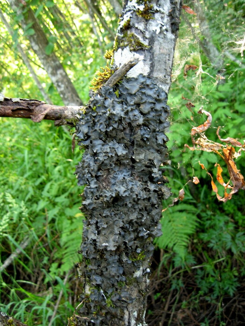 Burnet's Skin Lichen photo 2