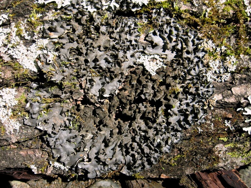 Burnet's Skin Lichen photo 3