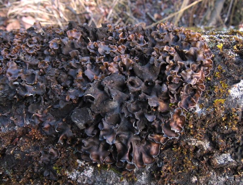 Burnet's Skin Lichen photo 4