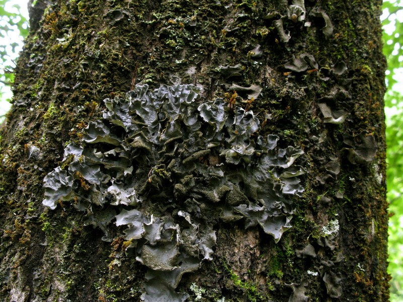 Burnet's Skin Lichen photo 5