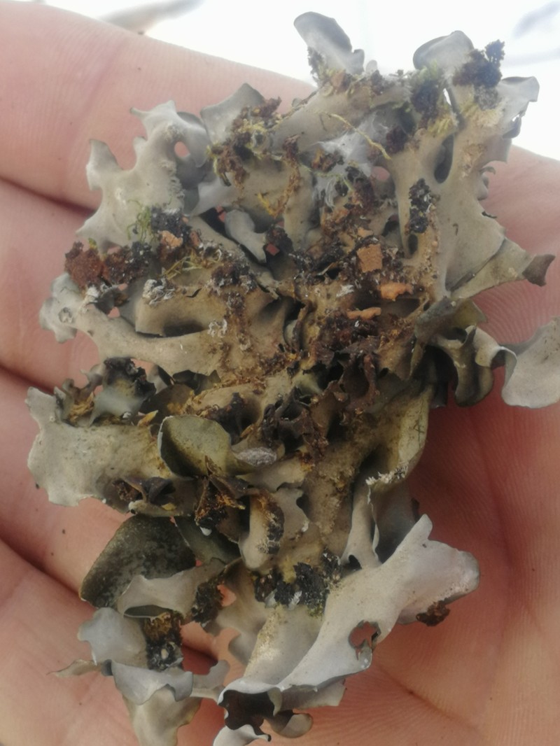 Burnet's Skin Lichen photo 7