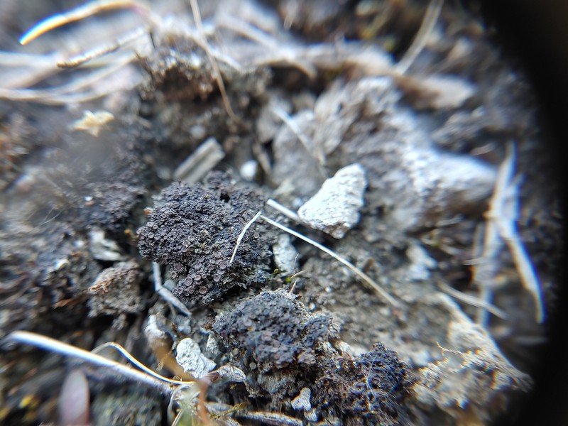 Skin Lichen photo 2