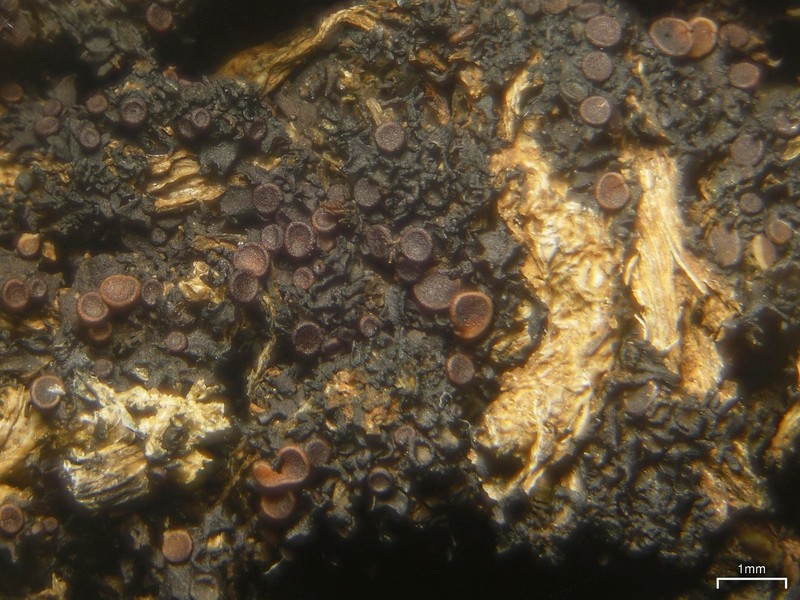 California Skin Lichen