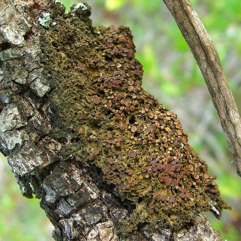 Skin Lichen