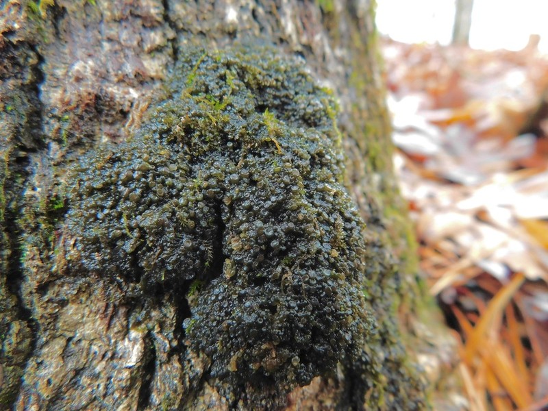 Skin Lichen