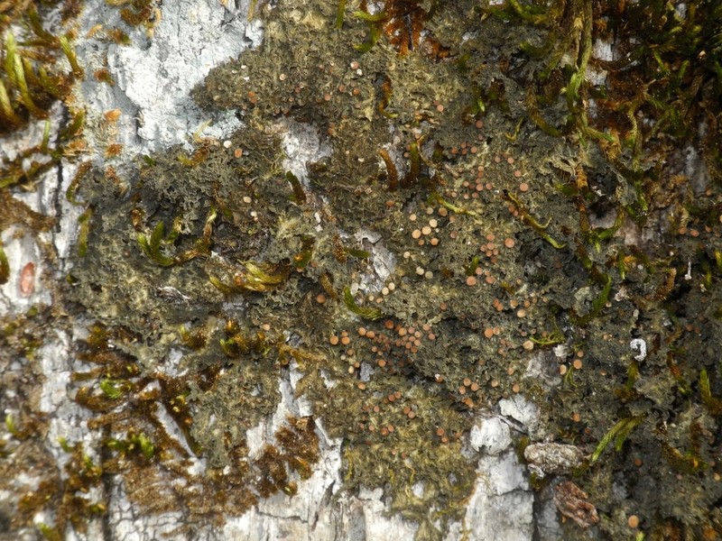 Skin Lichen photo 2