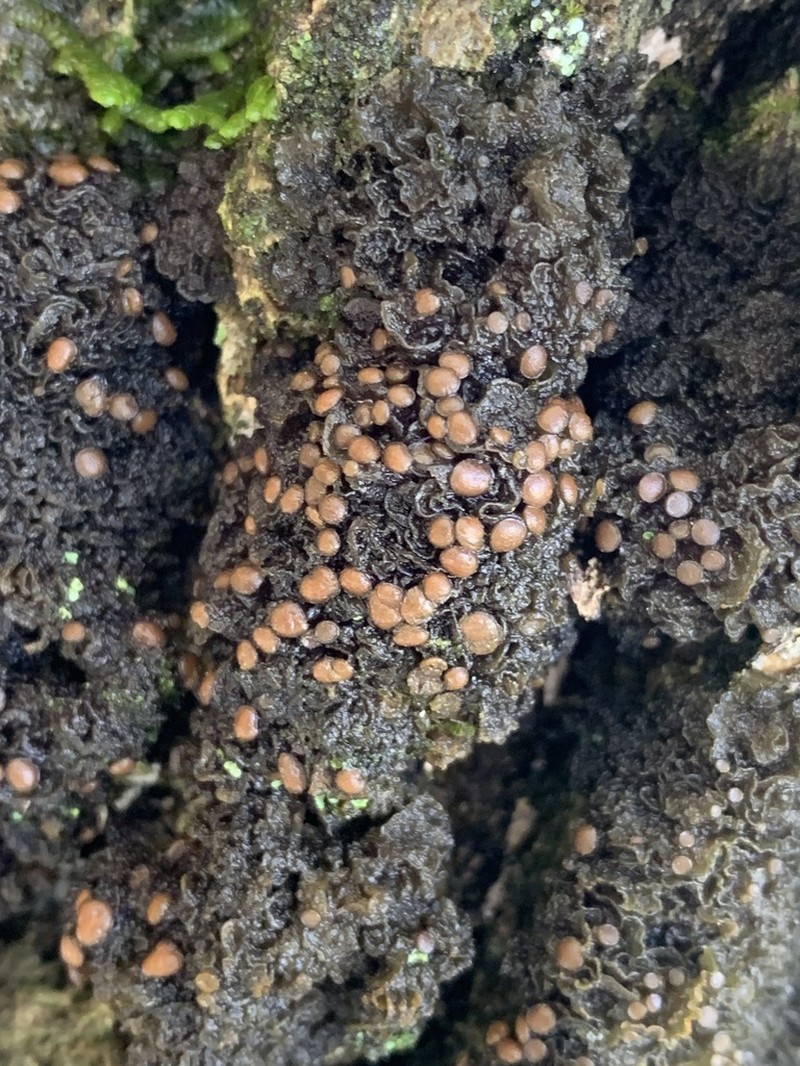 Skin Lichen photo 3