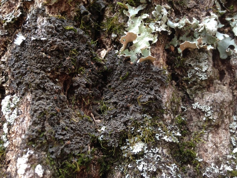Skin Lichen photo 4