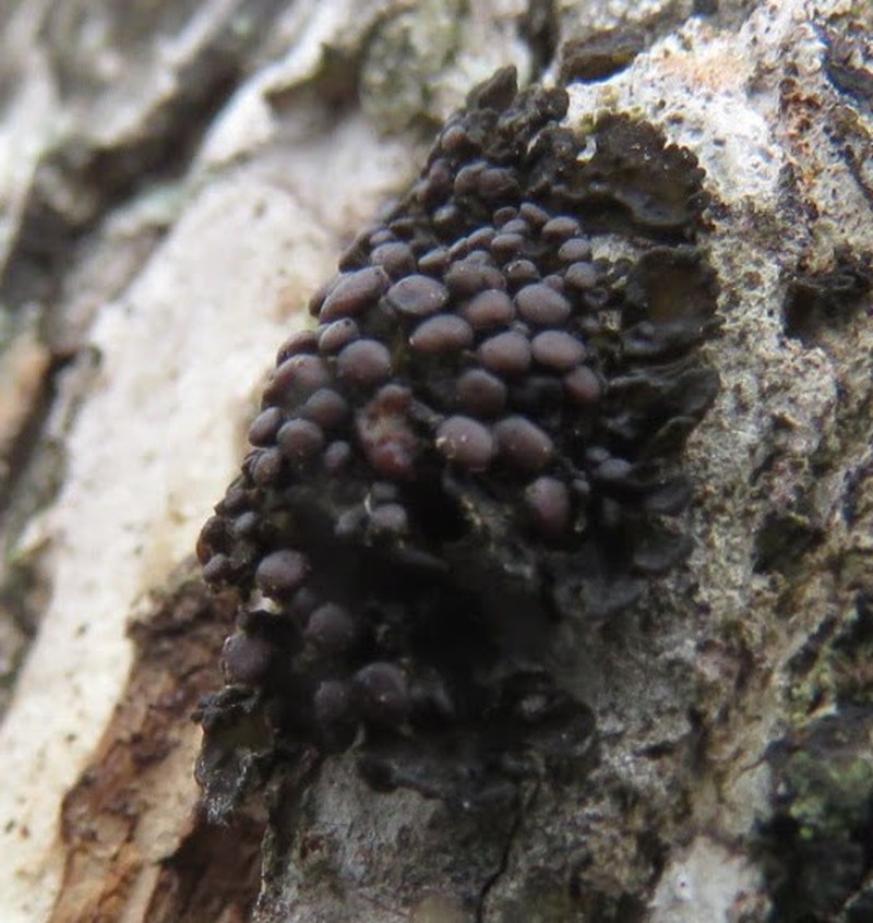 Skin Lichen photo 5