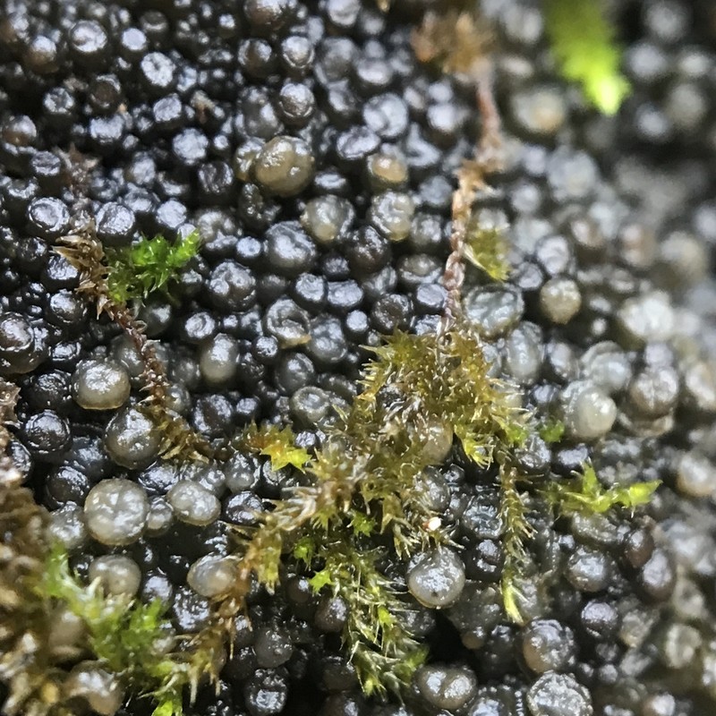 Skin Lichen photo 6