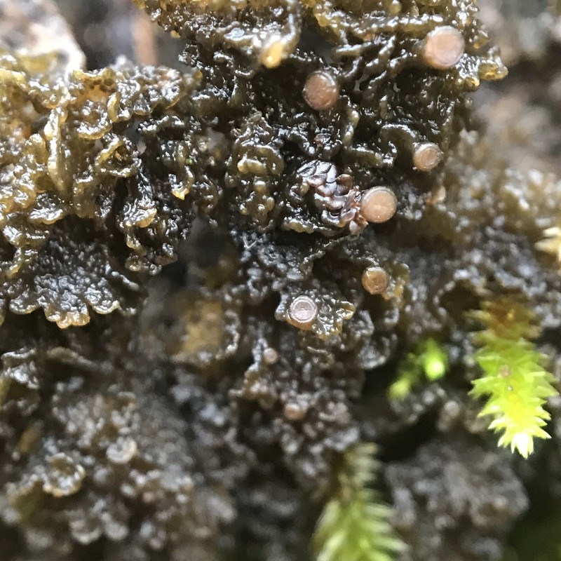 Skin Lichen photo 7